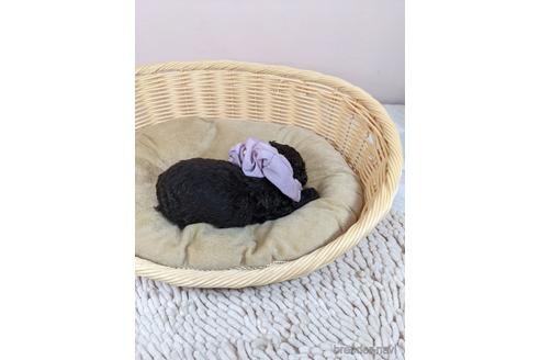 成約済の埼玉県のタイニープードル-152310の5枚目