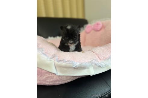 成約済の茨城県のチワプー:チワワ×トイプードル-152312の3枚目