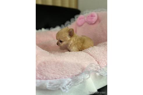 成約済の茨城県のチワプー:チワワ×トイプードル-152314の2枚目