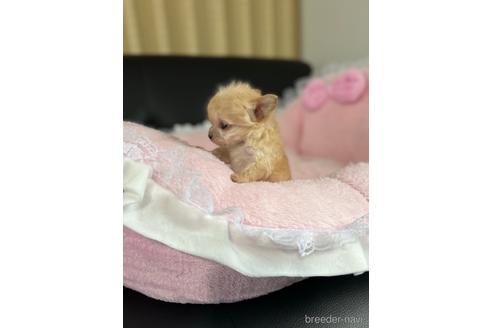 成約済の茨城県のチワプー:チワワ×トイプードル-152314の4枚目