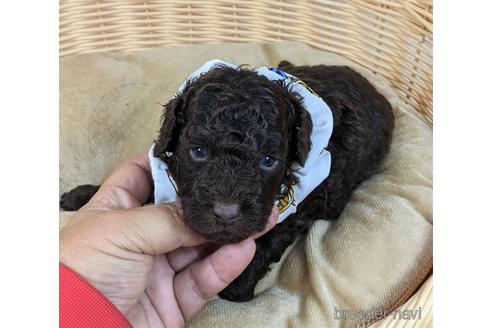 成約済の埼玉県のタイニープードル-152321の1枚目