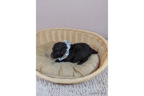 成約済の埼玉県のタイニープードル-152321の4枚目