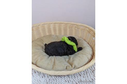 成約済の埼玉県のタイニープードル-152323の5枚目