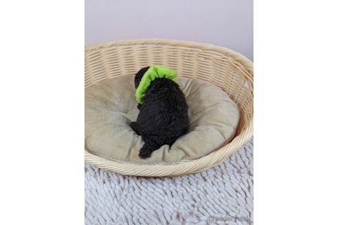 成約済の埼玉県のタイニープードル-152323の3枚目