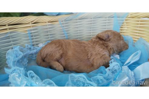 成約済の埼玉県のトイプードル-152330の55枚目