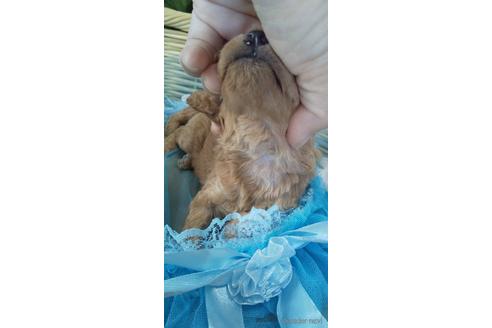 成約済の埼玉県のトイプードル-152330の54枚目