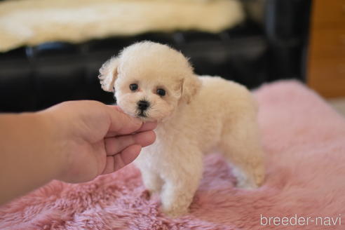 成約済の茨城県のトイプードル-151105の1枚目