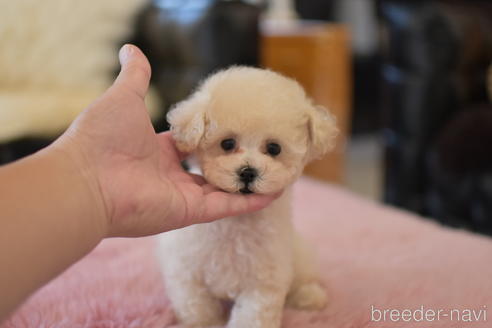 成約済の茨城県のトイプードル-151105の6枚目