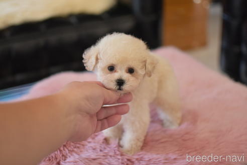 成約済の茨城県のトイプードル-151105の5枚目