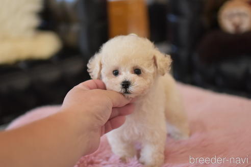成約済の茨城県のトイプードル-151105の4枚目