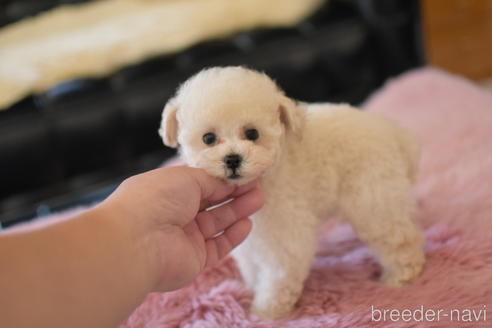 成約済の茨城県のトイプードル-151105の3枚目