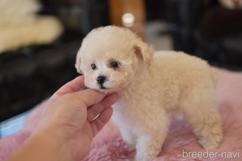 成約済の茨城県のトイプードル-151105の2枚目