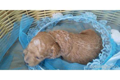 成約済の埼玉県のトイプードル-150983の70枚目
