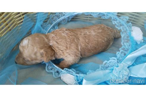 成約済の埼玉県のトイプードル-150983の72枚目