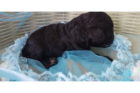 成約済の埼玉県のトイプードル-152340の70枚目