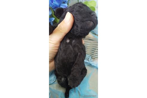 成約済の埼玉県のトイプードル-152340の69枚目