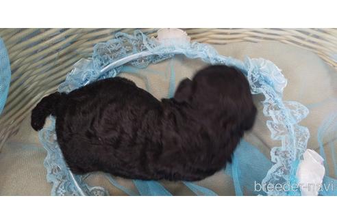 成約済の埼玉県のトイプードル-152340の65枚目