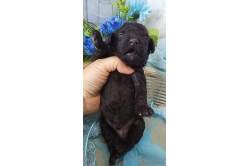 成約済の埼玉県のトイプードル-152340の62枚目