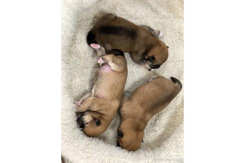 成約済の岡山県の豆柴-152353の7枚目