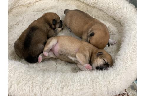 成約済の岡山県の豆柴-152353の6枚目