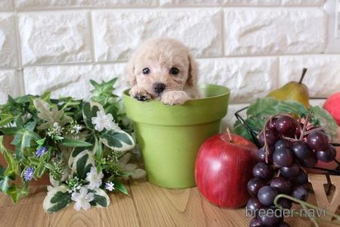 成約済の滋賀県のトイプードル-152355の1枚目
