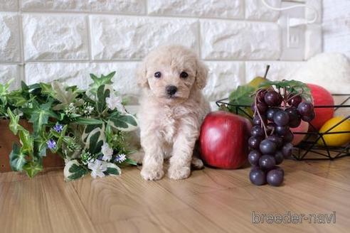 成約済の滋賀県のトイプードル-152355の3枚目