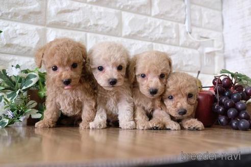 成約済の滋賀県のトイプードル-152355の2枚目