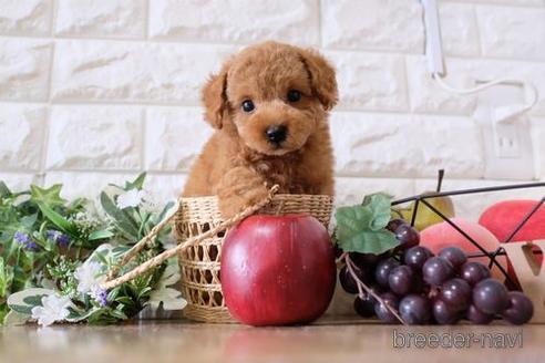 成約済の滋賀県のトイプードル-150585