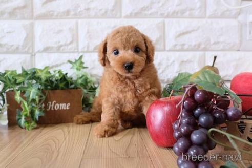 成約済の滋賀県のトイプードル-150585の4枚目