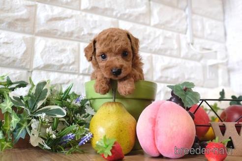 成約済の滋賀県のトイプードル-150585の3枚目