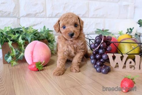 成約済の滋賀県のトイプードル-150585の2枚目