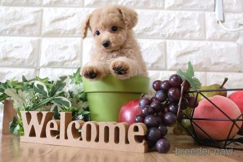 成約済の滋賀県のトイプードル-150590