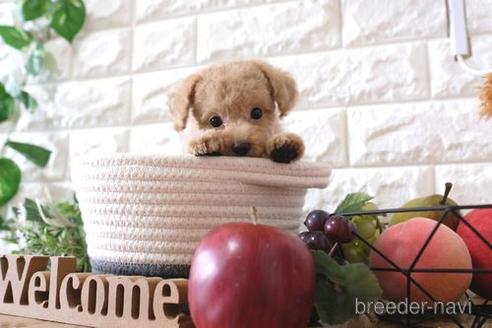 成約済の滋賀県のトイプードル-150590の5枚目