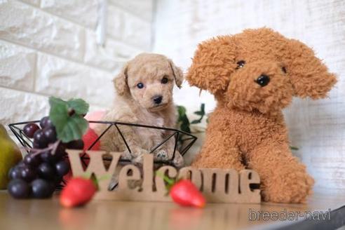 成約済の滋賀県のトイプードル-150590の3枚目
