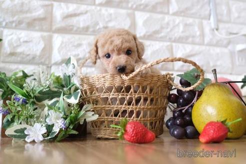 成約済の滋賀県のトイプードル-150590の2枚目