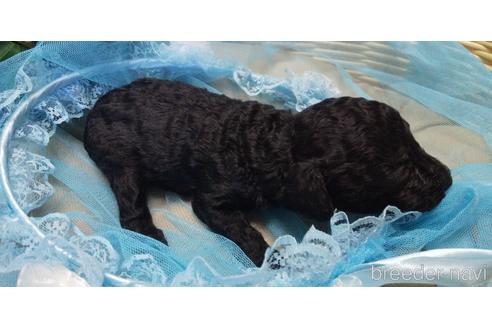 成約済の埼玉県のトイプードル-152362の67枚目