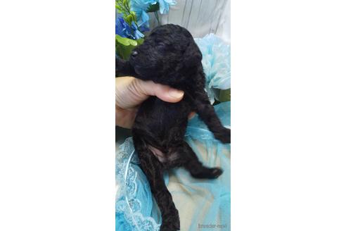 成約済の埼玉県のトイプードル-152362の66枚目