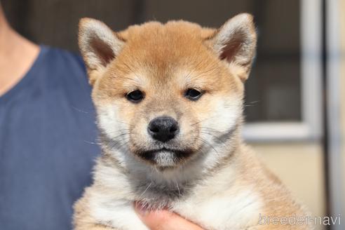 成約済の埼玉県の柴犬-152363の1枚目