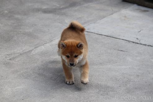 成約済の埼玉県の柴犬-152363の6枚目