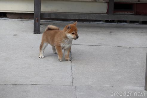 成約済の埼玉県の柴犬-152363の5枚目