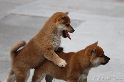 成約済の埼玉県の柴犬-152363の4枚目