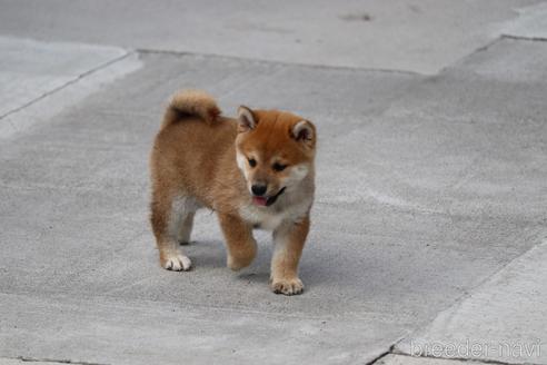 成約済の埼玉県の柴犬-152363の3枚目