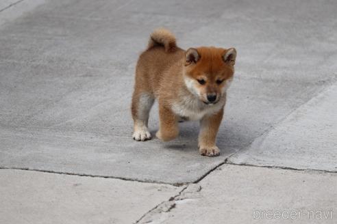 成約済の埼玉県の柴犬-152363の2枚目