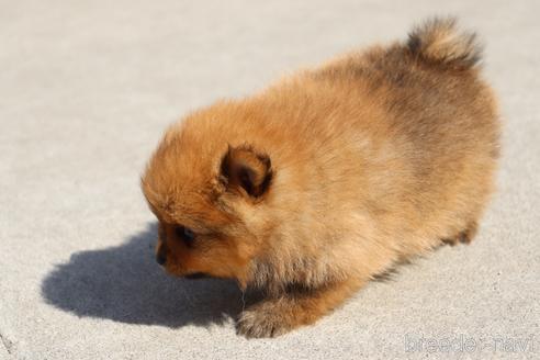 成約済の埼玉県のポメラニアン-151605の3枚目