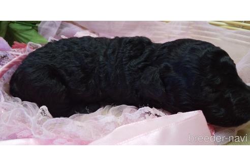 成約済の埼玉県のトイプードル-152365の72枚目
