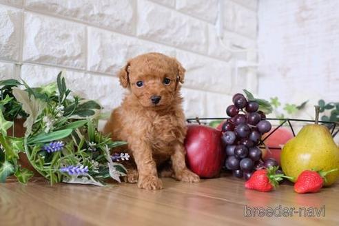 成約済の滋賀県のトイプードル-150619の3枚目
