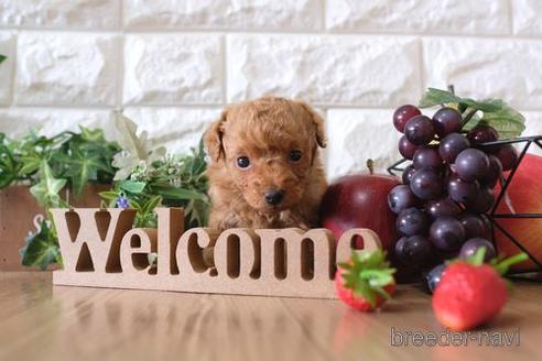 成約済の滋賀県のトイプードル-150619の2枚目