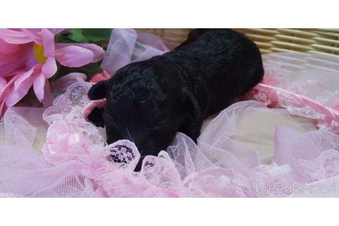 成約済の埼玉県のトイプードル-151412の61枚目