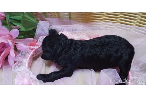 成約済の埼玉県のトイプードル-151412の59枚目