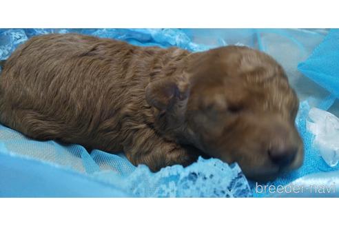 成約済の埼玉県のトイプードル-152370の67枚目